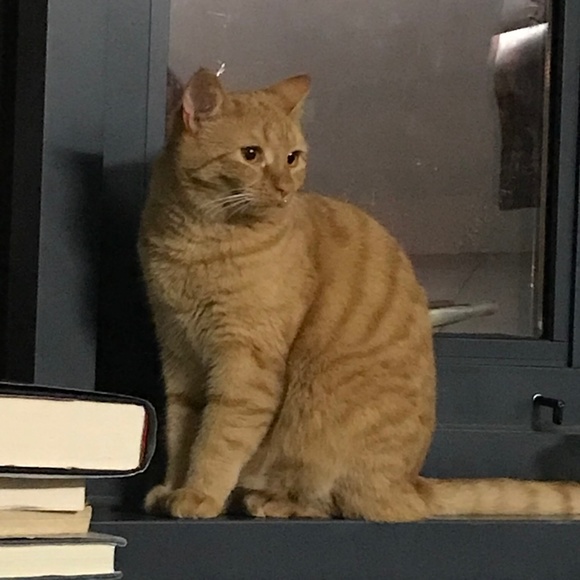 Get 🛍🎁🎀 2 know your Posher, Livy F. 🐇👑♥️ - Picture 2 of 5